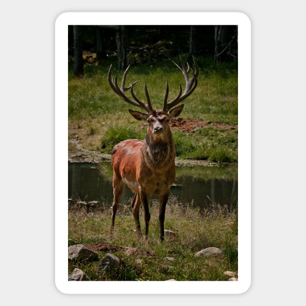 Red Deer Buck Sticker by jaydee1400
